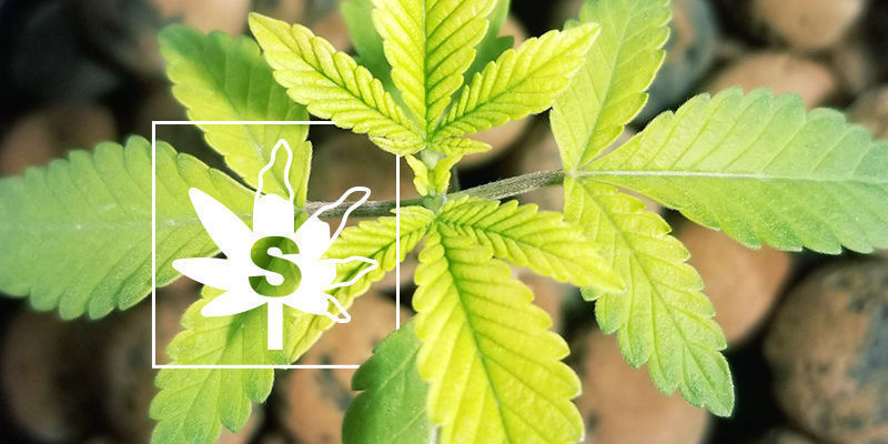 Svavelbrist hos cannabisplantor Sulphur Deficiency In Cannabis Plants