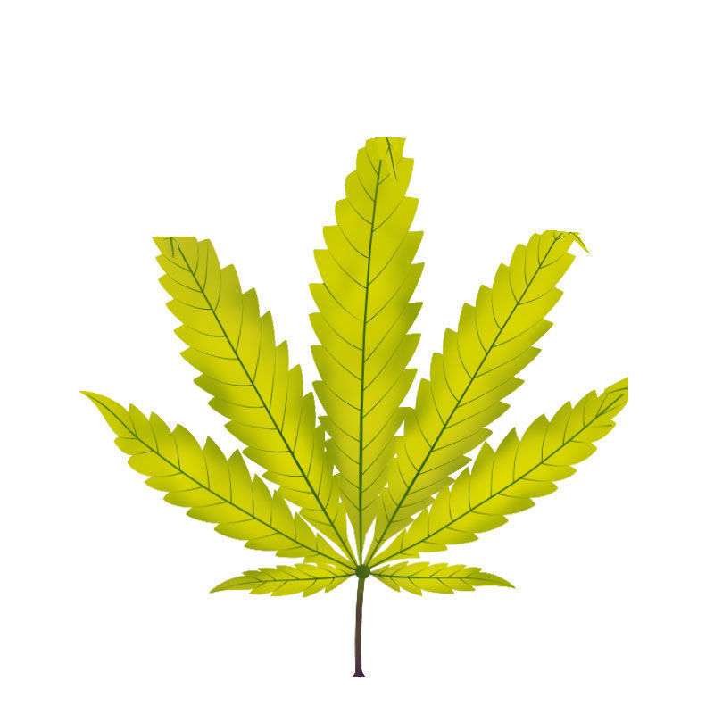 Svavelbrist hos cannabisplantor: Sent stadium av svavelbrist