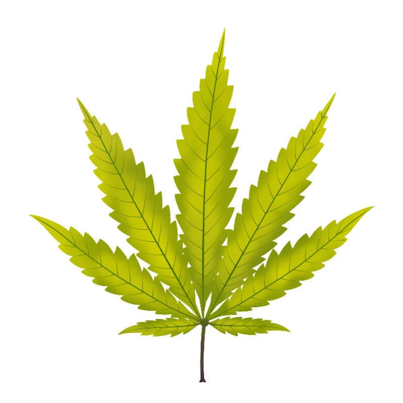 Svavelbrist hos cannabisplantor: Utveckling av svavelbrist