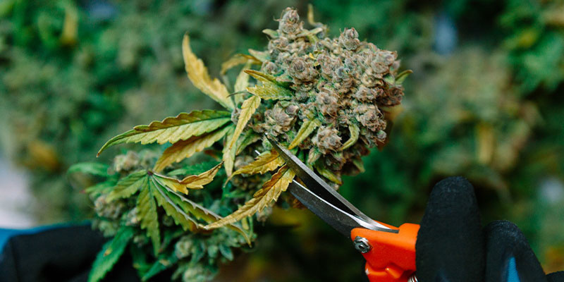 Andra metoder att hålla utkik efter när det är dags att skörda cannabis Other methods to look out for when to harvest cannabis