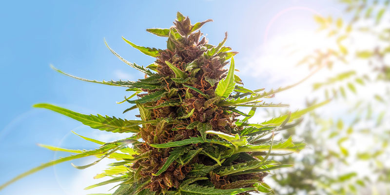 Vilken tid på dygnet är bäst att skörda cannabis? Vilken tid på dygnet är bäst att skörda cannabis?