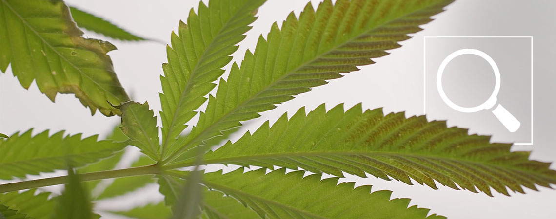Fosforbrist hos cannabisplantor: Symtom & &aring;tg&auml;rder