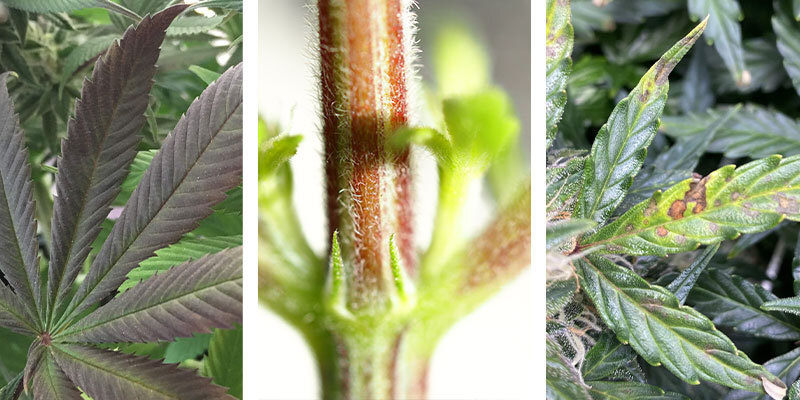 Tecken p&aring; fosforbrist hos cannabis