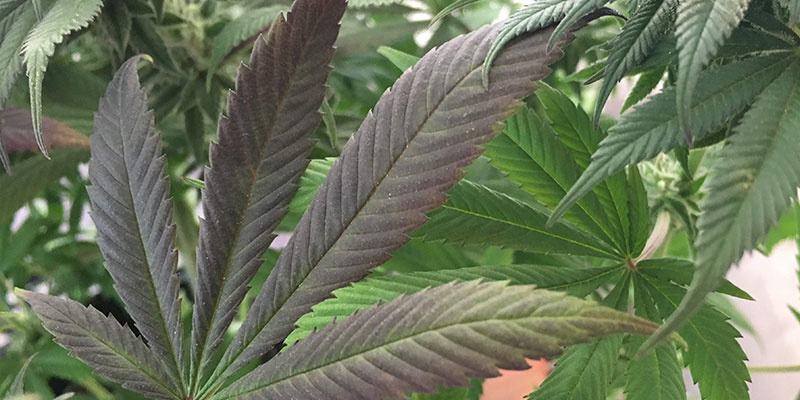 Tecken p&aring; fosforbrist hos cannabis