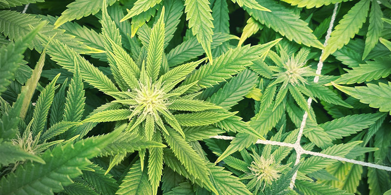 S&aring; ser zinkbrist ut i cannabisplantor