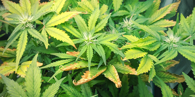 S&aring; ser zinkbrist ut i cannabisplantor