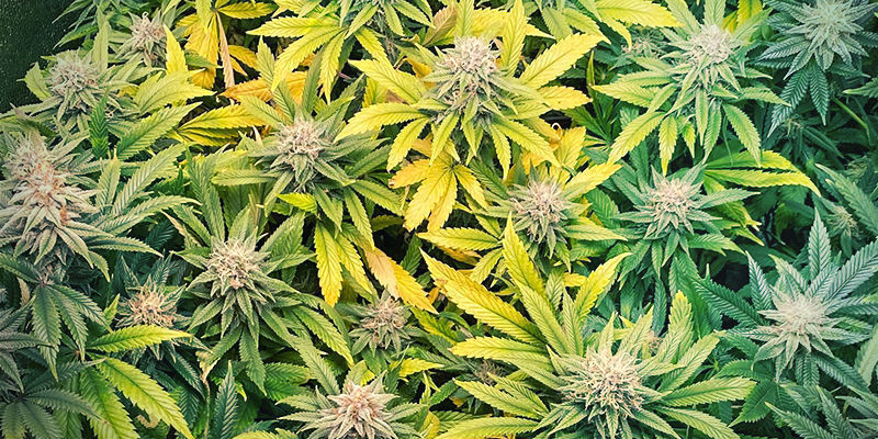 S&aring; ser zinkbrist ut i cannabisplantor