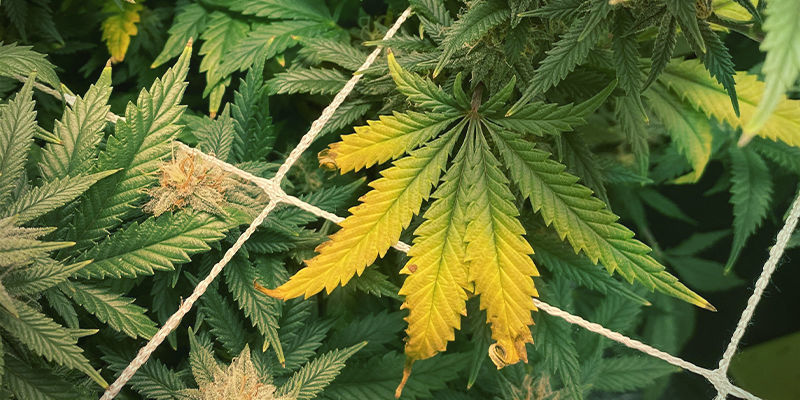 S&aring; ser zinkbrist ut i cannabisplantor