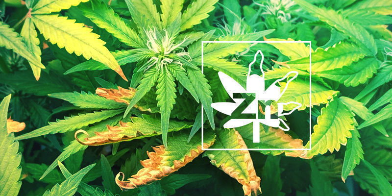 Zinc deficiency in cannabis plants