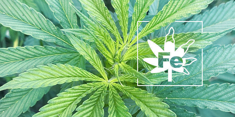 Järnbrist hos cannabisplantor Järnbrist hos cannabisplantor