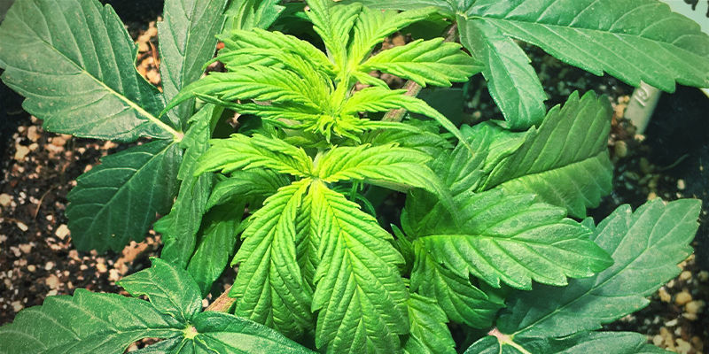 Hur j&auml;rnbrist ser ut hos cannabisplantor