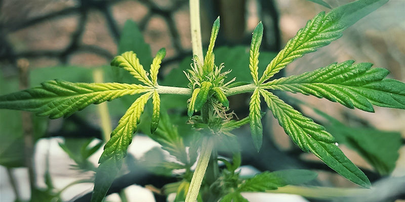 Hur j&auml;rnbrist ser ut hos cannabisplantor