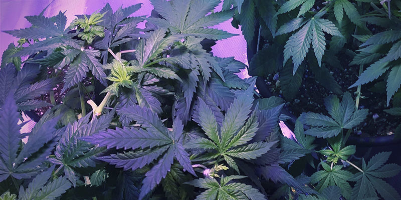 Hur j&auml;rnbrist ser ut hos cannabisplantor