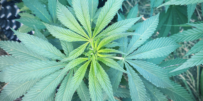 Hur järnbrist ser ut hos cannabisplantor
