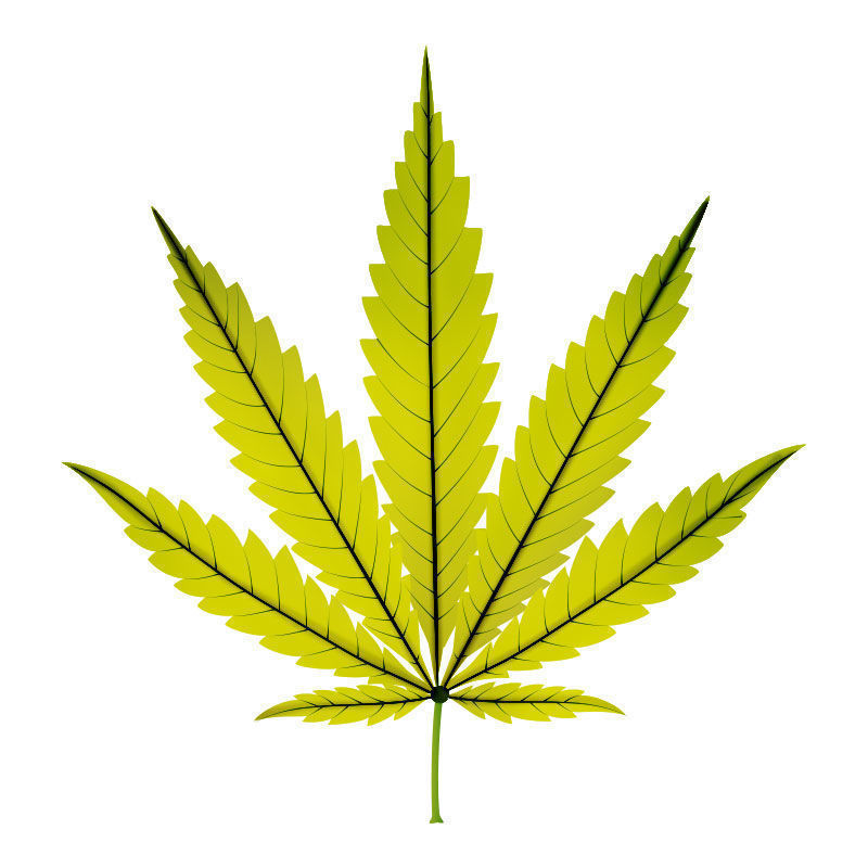 Järnbrist hos cannabisplantor: Sent stadium av järnbrist
