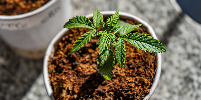Bästa näring och gödningsschema för cannabis i coco Best nutrients and feeding schedule for cannabis in coco