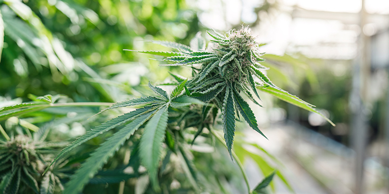 Kokosfiber: ett utmärkt substrat för att odla cannabis Kokosfiber: ett utmärkt substrat för att odla cannabis