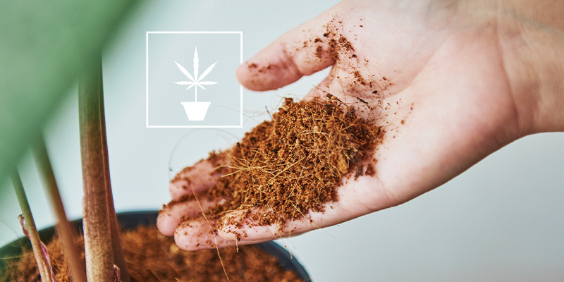 Allt du behöver veta om att odla cannabis i kokosfiber Allt du behöver veta om att odla cannabis i kokosfiber
