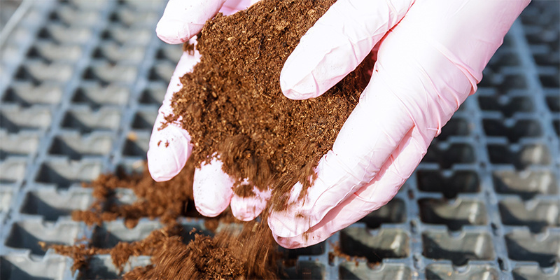 Vilka är nackdelarna med att odla cannabis i kokosfiber? What are the downsides to growing cannabis in coco coir?
