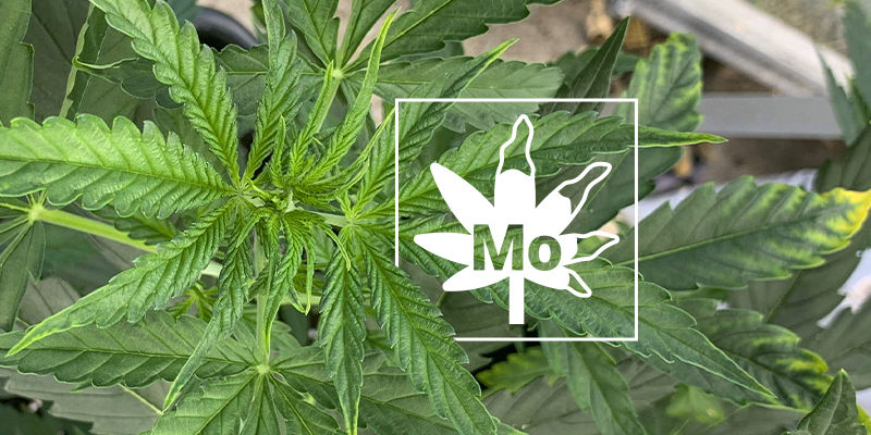 Molybdenum Deficiency In Cannabis Plants Molybdenum Deficiency In Cannabis Plants