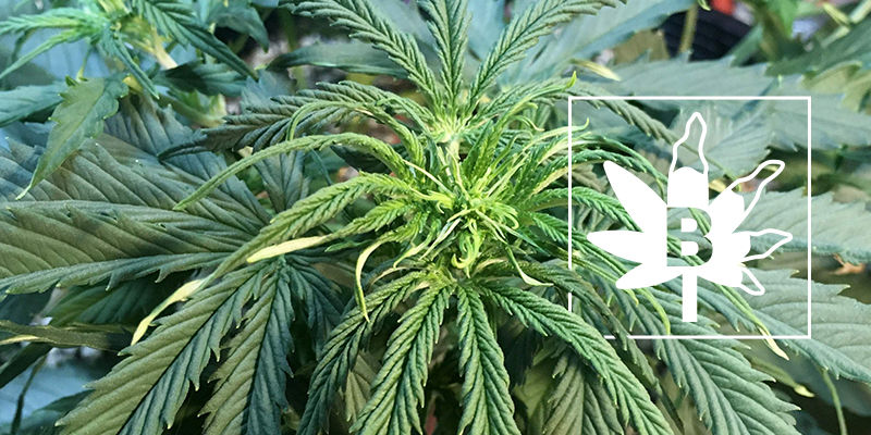 Brist på bor i cannabisplantor Brist på bor i cannabisplantor