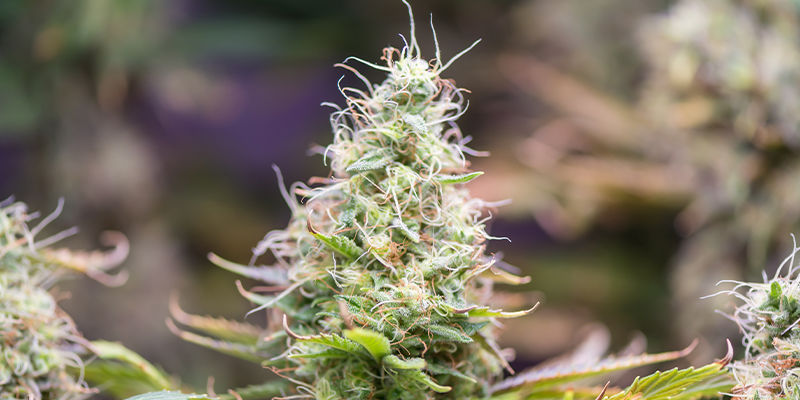 Borbrist i cannabis — Förebyggande är ditt bästa försvar Boron deficiency in cannabis — Defence is your best offence