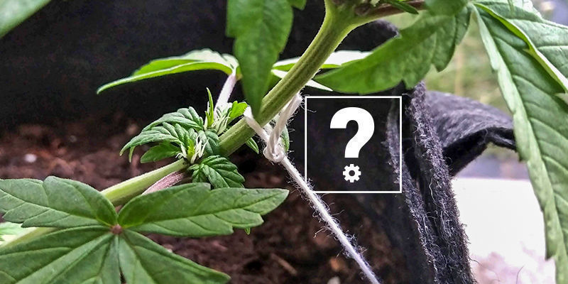 Kan man träna Autoflower? Kan man träna Autoflower?