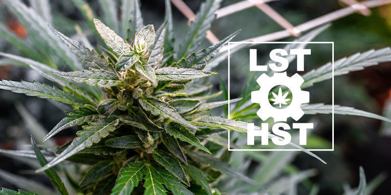 Hur man tränar Autoflower-cannabis How To Train Autoflowering Cannabis