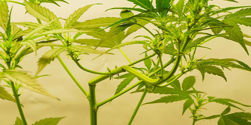 Så tränar du Autoflower: 2 metoder How to train autoflowers: 2 methods