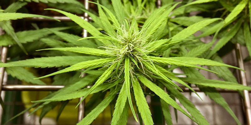 Andra användbara träningstekniker för Autoflower Other useful training techniques for autoflowers