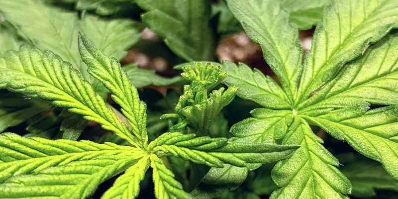 Träna Autoflower: det går! Träna Autoflower: det går!