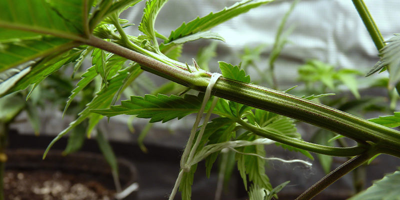 Vad är träning av cannabis? Vad är träning av cannabis?