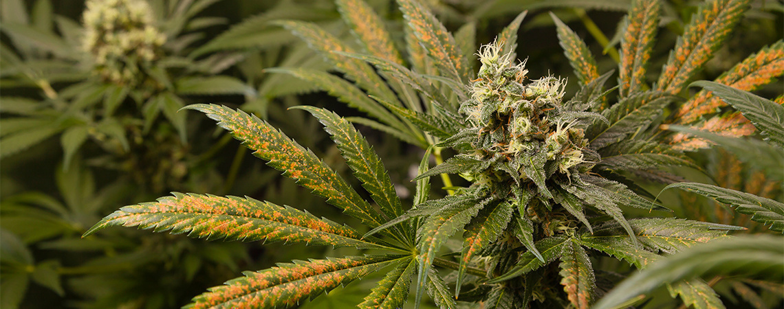 Kalciumbrist hos cannabisplantor