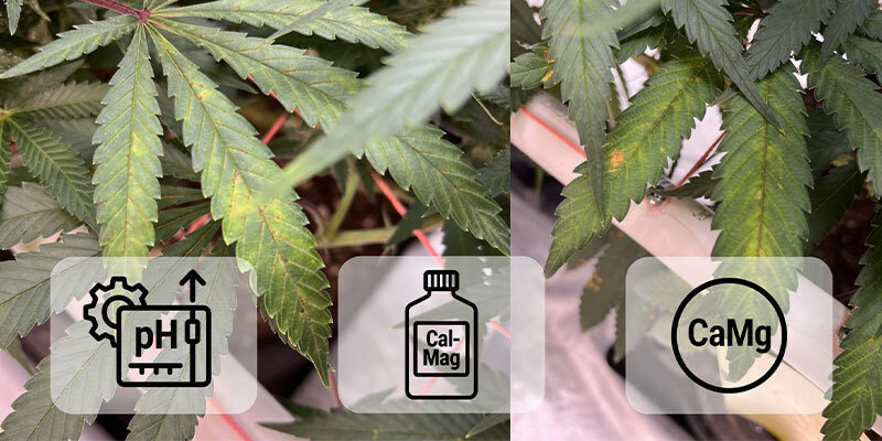&Aring;tg&auml;rda kalciumbrist hos cannabis