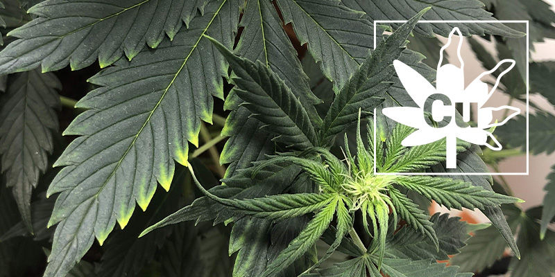 Copperbrist hos cannabisplantor Copper Deficiency In Cannabis Plants