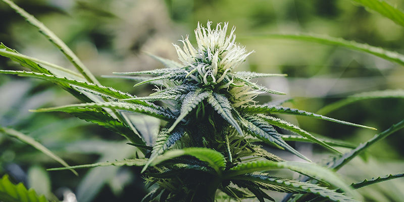 Är kopparbrist hos cannabis verkligen så allvarligt? Är kopparbrist hos cannabis verkligen så allvarligt?
