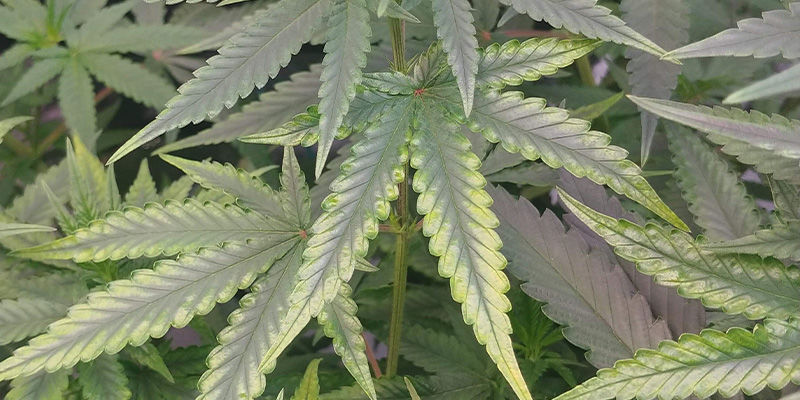 Hur kopparbrist ser ut i cannabis