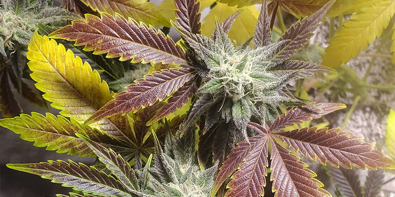 Hur kopparbrist ser ut i cannabis