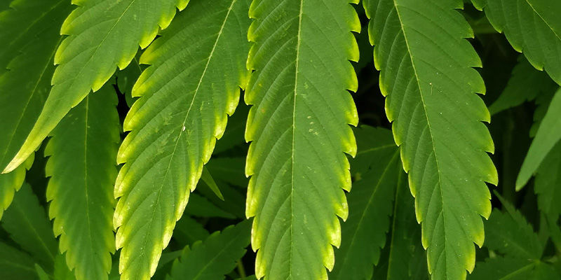 Hur kopparbrist ser ut i cannabis