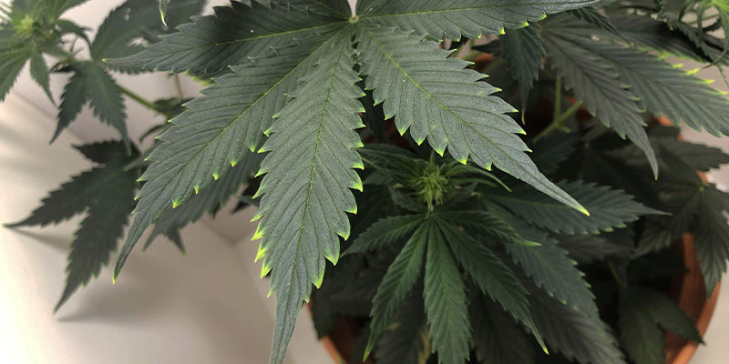 Hur kopparbrist ser ut i cannabis