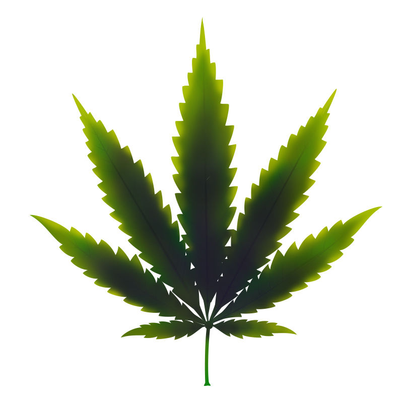 Kopparbrist hos cannabisplantor: Sent stadium av kopparbrist