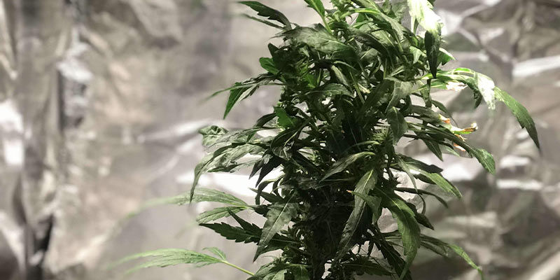 Bredkvalster på cannabisplantor Bredkvalster på cannabisplantor