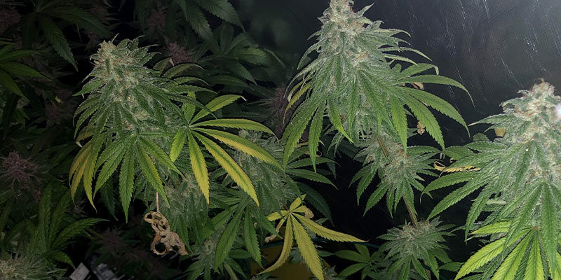 Kan cannabisplantor återhämta sig från bredkvalster? Kan cannabisplantor återhämta sig från bredkvalster?