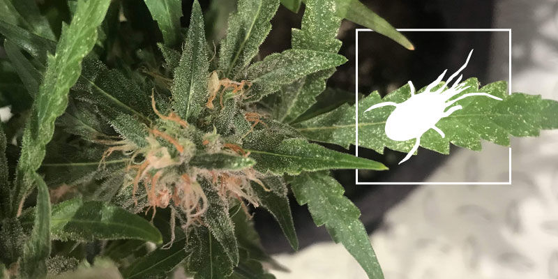 Breda kvalster i cannabis: så behandlar och förebygger du Breda kvalster i cannabis: så behandlar och förebygger du