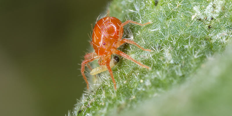 Introducera rovkvalster Introduce predatory mites