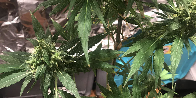 Vad är breda kvalster? What Are Broad Mites?