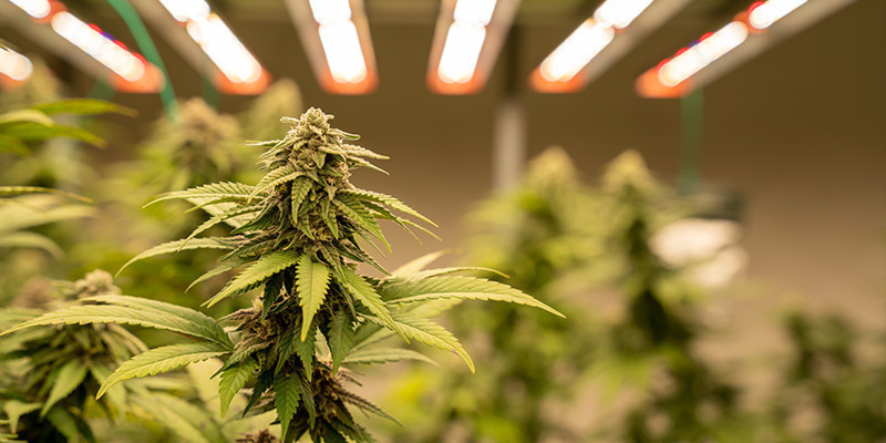 Inomhusodling Indoor Cultivation