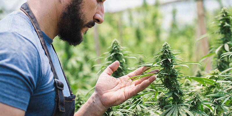 Croptobers betydelse för cannabisodlare Croptobers betydelse för cannabisodlare