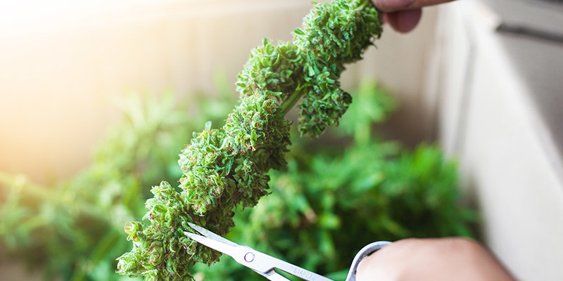 Trimning, torkning och curing: De sista stegen efter Croptober Trimning, torkning och curing: De sista stegen efter Croptober