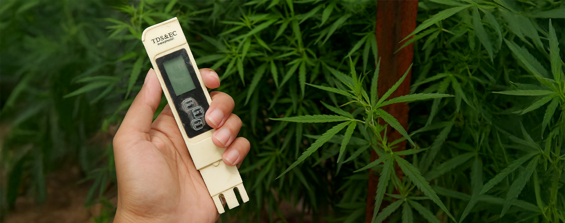 Bästa EC för cannabis Best EC for cannabis